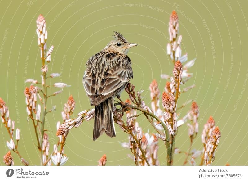 Skylark on flowering twigs against a green background bird crested lark perch nature wildlife avian galerida cristata fauna branch outdoors plumage beak