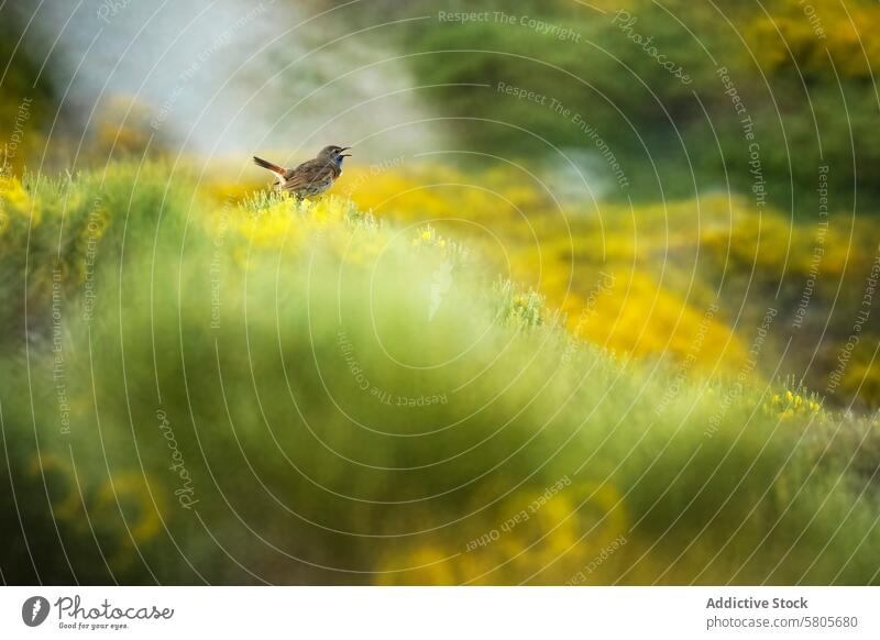 Singing Thekla Lark on a Blooming Meadow thekla lark bird singing perch wildflower meadow yellow green nature wildlife flora habitat vocalization gallinago