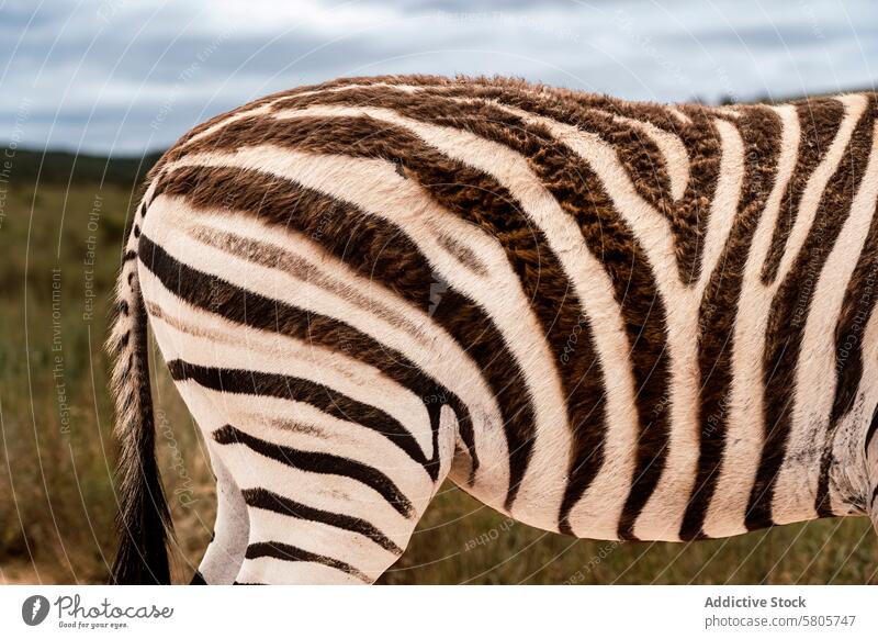 Close-up of zebra stripes in natural habitat pattern wildlife africa close-up animal tail black white nature detail fur texture grassland savannah outdoor