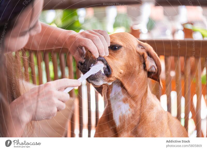 Caring pet owner brushes Vizsla mix dog's teeth vizsla breed brushing dental hygiene care woman animal domestic wooden deck gentle compassion health maintenance