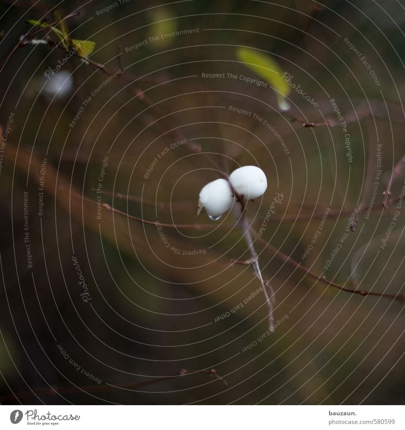 You're poking me. Oh, no. Bang. Autumn Plant Bushes Foliage plant Sphere Round Brown Green White Nature Environment Colour photo Subdued colour Exterior shot