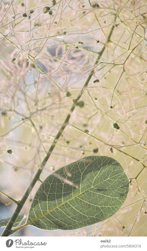 entanglement wickerwork Leaf wig tree Cotinus coggygria Dyer's Sumac Ornamental plant stalks Graceful ornamental shrub Colour photo Illuminate out Junction