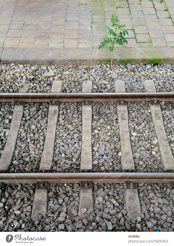 Tree waiting for the train Railroad tracks Train station Rail transport Transport Traffic infrastructure Train travel Railroad system Platform Deserted