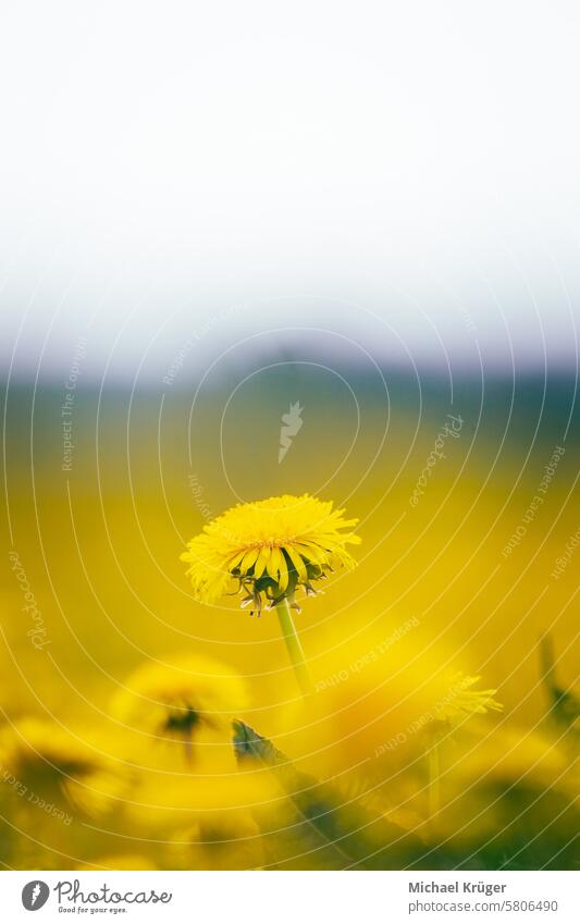 Dandelion bloomed on a spring meadow in a great light (Taraxacum) Beauty Bloomed Blooming Blossom Botanical Field Flora Floral Flower Great light Herbaceous