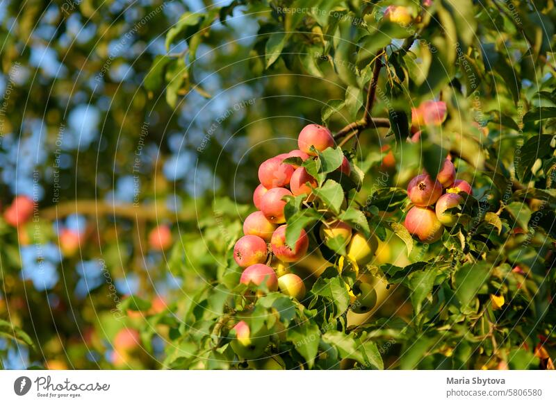 Lots of ripe red apples on the tree in orchard. Harvesting of apples in the domestic garden in summer or autumn day. Fruits for sale. farm organic agriculture