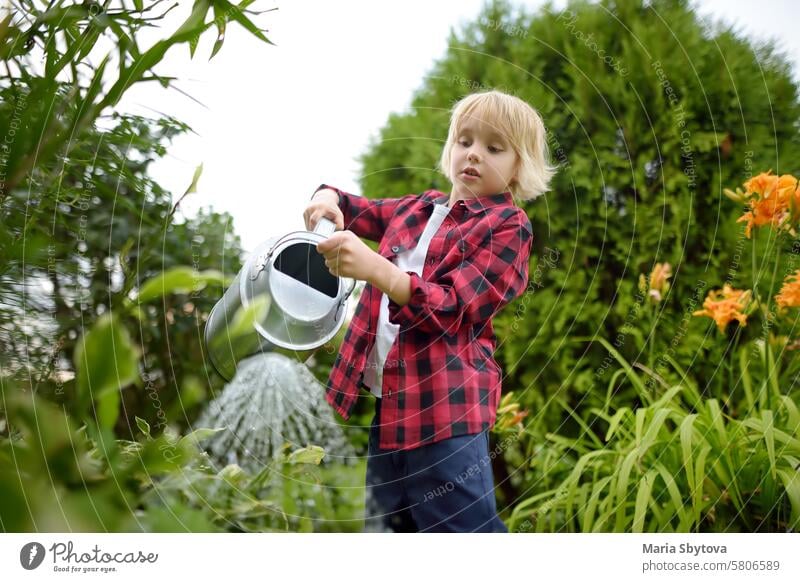 Cute preteen boy watering plants in the garden at summer sunny day. Child helps family with work in domestic garden. Summer outdoors activity and chores for kids during holidays.