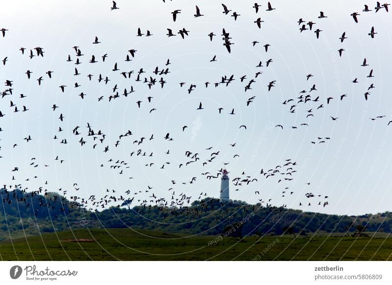 Hiddensee - geese above the lighthouse on the Dornbusch holidays Spring greaves Island Mecklenburg Ocean MV nezuendorf Baltic Sea voyage Summer Sun Beach