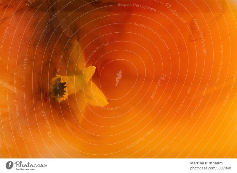 Single yellow daffodil submerged in an orange fluid illustration abstract artistic texture design pattern background watercolor creative brush alcohol flower