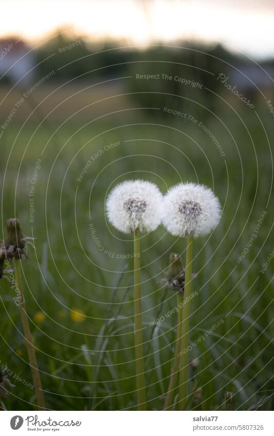 delicate touch, pair of dandelions Dandelion Faded Pair of dandelions two seed stand Ease Delicate Easy Sámen Spring Close-up dandelion seed Wild plant Soft