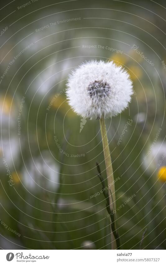 PustFlowersMeadow Dandelion umbrella Sámen dandelion Transience Plant Delicate Ease Macro (Extreme close-up) Nature Wild plant Easy Faded Soft Close-up Detail