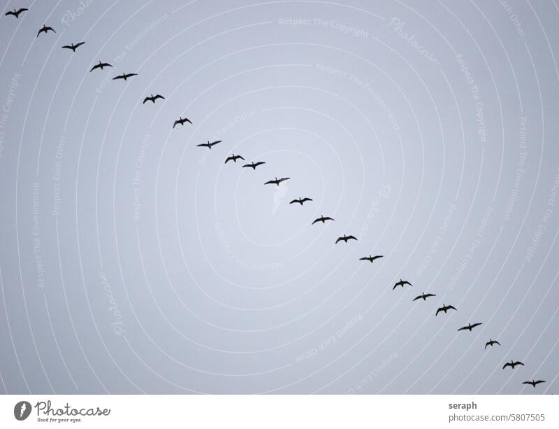 \ Goose birds bird migration Flying Air Sky obliquely Line Diagonal travel Barnacle Goose geese departure aerodynamic group Squad flapping Migratory birds