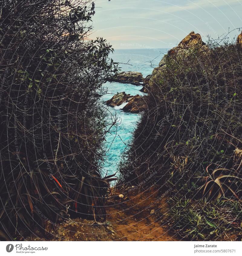 Between the plants at the end we can see the sea life beach water sky chile viña del mar rock stone