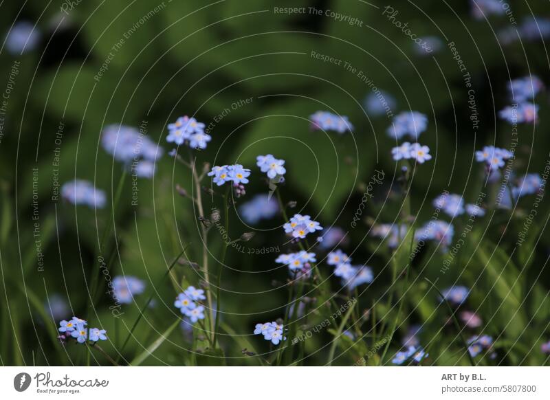 Picnic in the countryside Forget-me-not photo day Flower little flowers floral light blue Yellow purple Delicate Fine Noble Nature Wonder miracle nature Garden