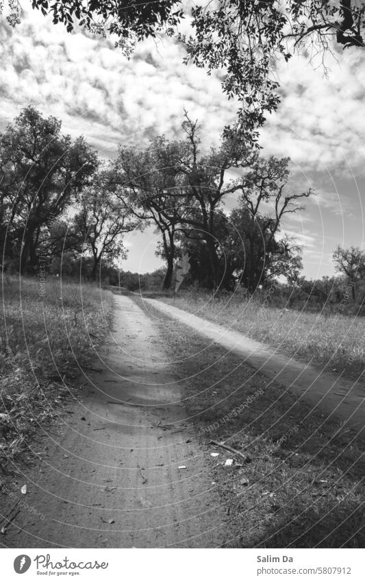 Black and white capture of a forest roadway Tree Trees Black & white photo black and white Black and white photography Capture Forest Forestry forests Roadside