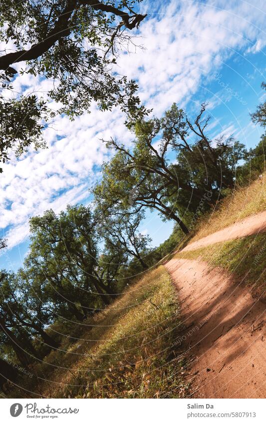 Forest road under the cloudy sky Forestry forests Forest atmosphere Forest walk Nature Natural naturally natural world Nature photo Road marking Roadside roads