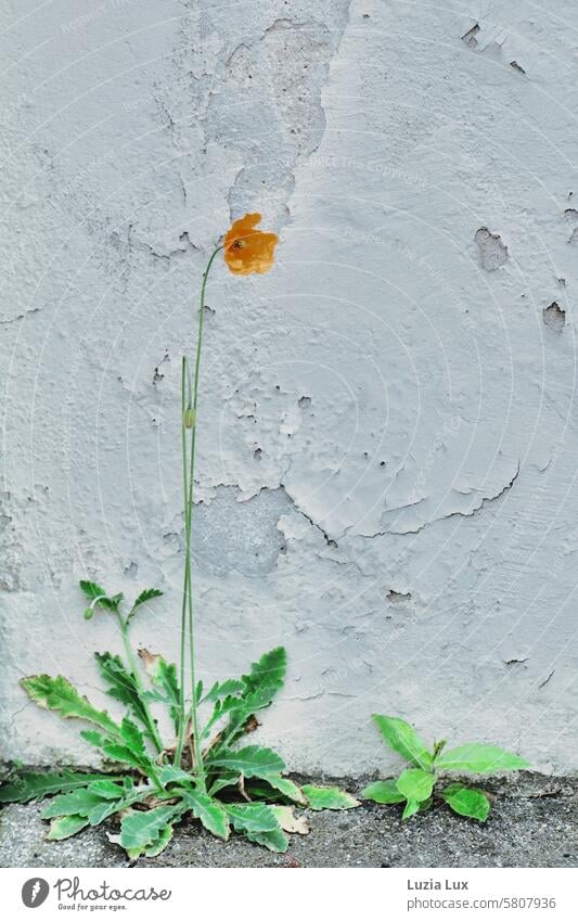 Scoring kings in front of a crumbling façade Facade Old crumbling facade cracks Ravages of time Transience Decline Broken Change Derelict Wall (building)