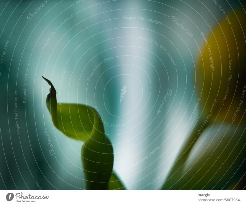 yellow tulip Flower Blossom whorls Shallow depth of field blurred Hazy Yellow Green Plant Leaf blurriness shadowy representation Spring Blossoming plants