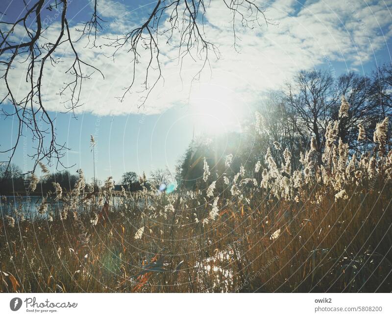 Natural Exterior shot Environment Panorama (View) Light Calm wide Back-light plant world daylight Sun Horizon Glittering out Sunlight Beautiful weather Bushes