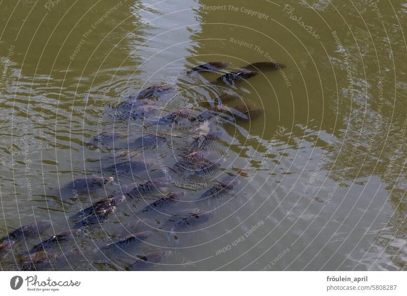 Swarming | Carp swim as a shoal in the lake Fish Water Lake Animal Group of animals schooling fish Flock Swimming & Bathing Pond Nature Shoal of fish Many