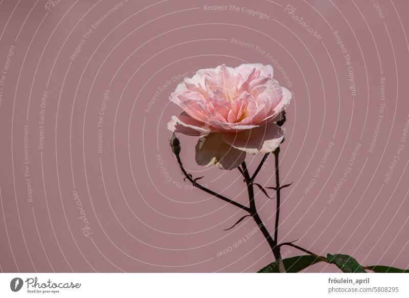 Rose | pink rose Rose plants Blossom Flower Rose blossom Romance Pink Blossoming Plant Fragrance Summer Garden pretty pink background romantic Love Colour photo