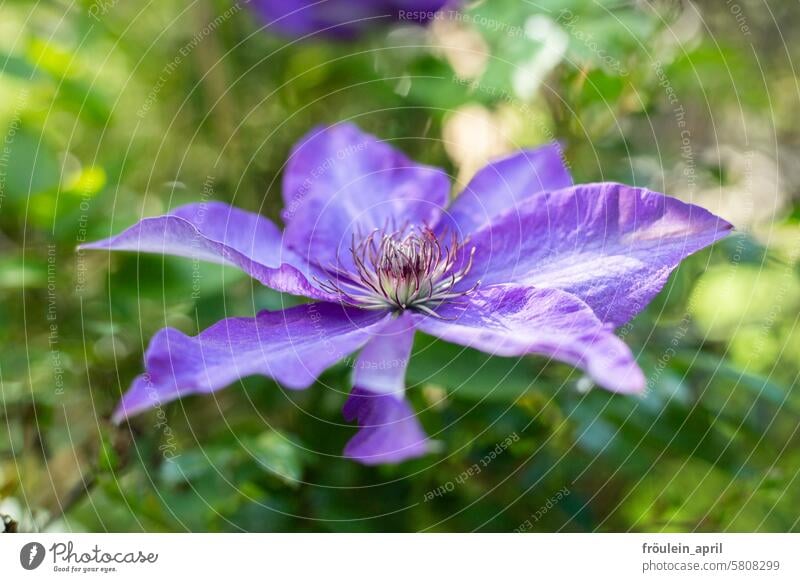 clematis purple Blossom Nature Flower Violet Garden Plant Blossoming Colour photo