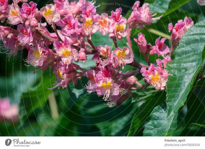 Final|pink blossoms of the horse chestnut Chestnut Horse chestnut Chestnut blossom Nature Chestnut tree Tree Plant Green