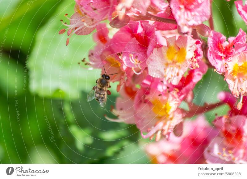 Final|delicious | Bee on pink chestnut blossoms Chestnut Chestnut blossom Horse chestnut Nature Chestnut tree Tree Colour photo Spring 2024 Plant Autumn