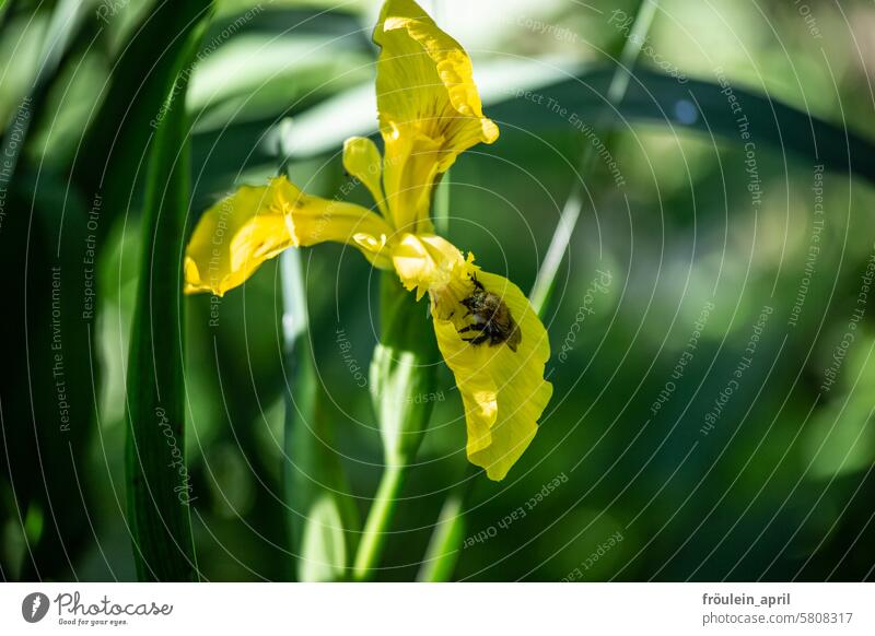 Delivery service | Bumblebee with pollen on a yellow water lily Water line Plant Bumble bee Bumblebee on blossom Pollen Insect Nature Flower Blossom Animal