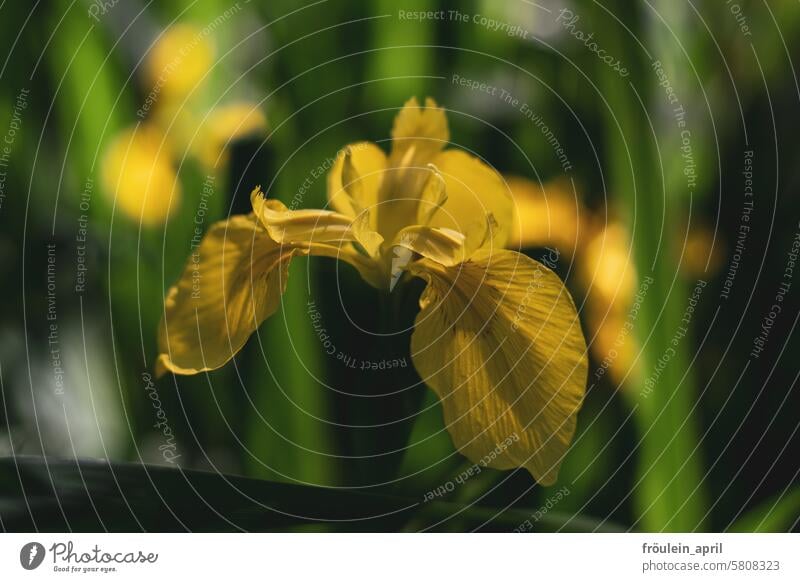 Nicely done | fully bloomed yellow water lily Yellow yellow flowers yellow blossoms Plant Nature Blossom Flower Spring Blossoming naturally Garden Summer pretty