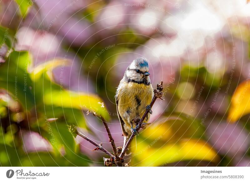 Eurasian blue tit bird (Cyanistes caeruleus) Passerine bird perched on a branch Tit mouse sparrow Bird Branch Grand piano wildlife Beak birdwatching Twig bush