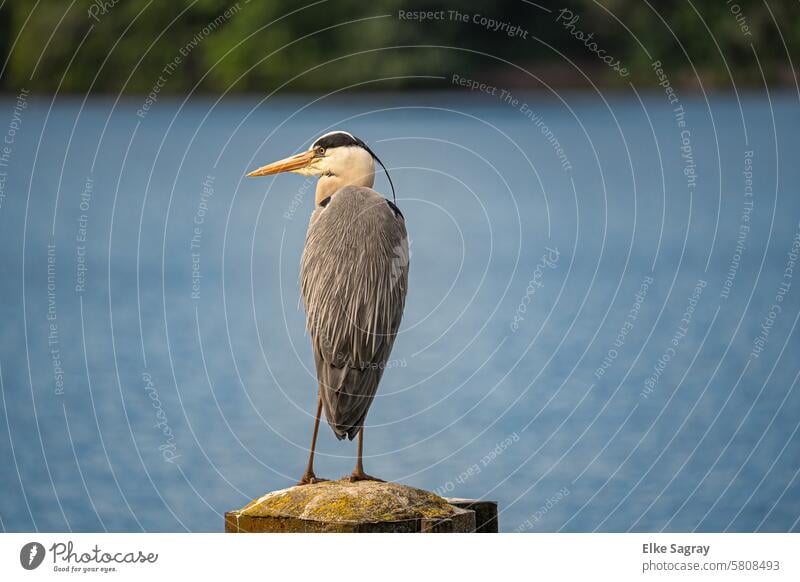 Elegant gray heron - heron on observation post herons Grey heron Nature Wild animal Bird Heron Animal Animal portrait Exterior shot Full-length Deserted