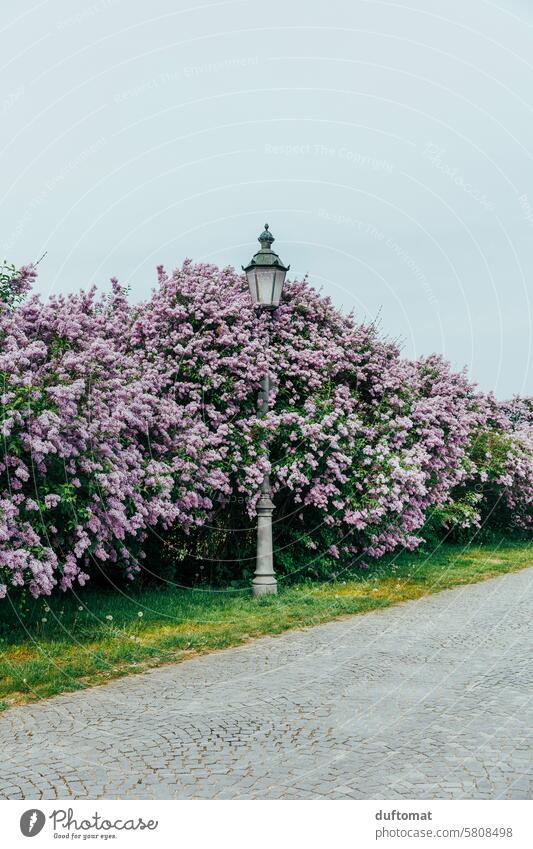 Lantern in the lilac bush Lilac Spring Nature Blossom Violet naturally purple Fragrance lilac blossom Shallow depth of field Blossoming Spring fever Garden