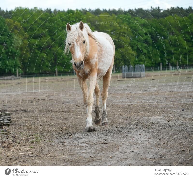 Morning mood in the paddock, single horse in front of a green background Horse Nature Willow tree Landscape Colour photo Exterior shot Environment Farm animal