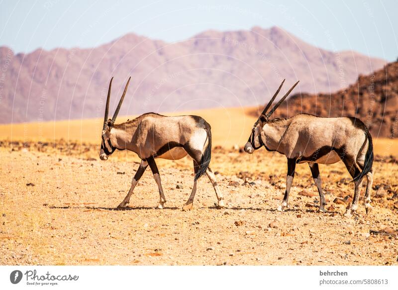 twofold Antelope In transit Lanes & trails Street Oryx Impressive especially Warmth Freedom Sky Adventure Vacation & Travel Landscape Nature Wanderlust travel