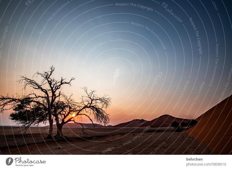 awake Sun Sunlight Belief Hope Light Shadow Sossusvlei Exterior shot Sesriem dune 45 Sand Desert Africa Namibia Far-off places Wanderlust Longing travel