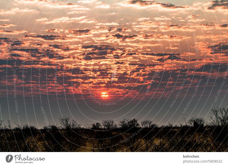 where we dream Belief Hope Sunset Africa Namibia Far-off places Wanderlust Colour photo especially Sky Gorgeous Dusk Clouds Sunlight magical Sunrise