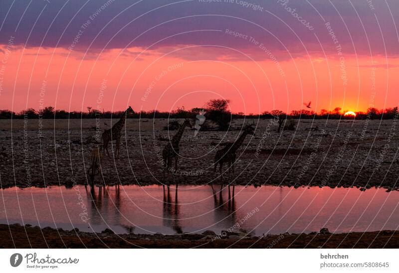 final lap Giraffe Sky Warmth Gorgeous especially Nature Freedom Adventure magical Impressive Vacation & Travel Landscape Africa wide Far-off places Waterhole