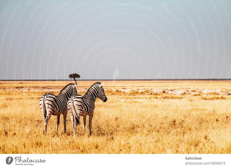 two in one day etosha national park Etosha Etosha pan Exceptional Animal portrait Fantastic Wild animal Free Wilderness Zebra Safari travel Wanderlust