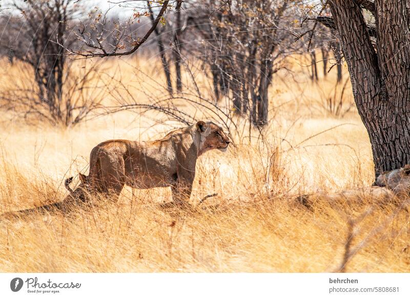 The Queen especially Colour photo Love of animals Wild Nature Wilderness king of the animals Africa Namibia etosha national park Etosha Wanderlust Impressive