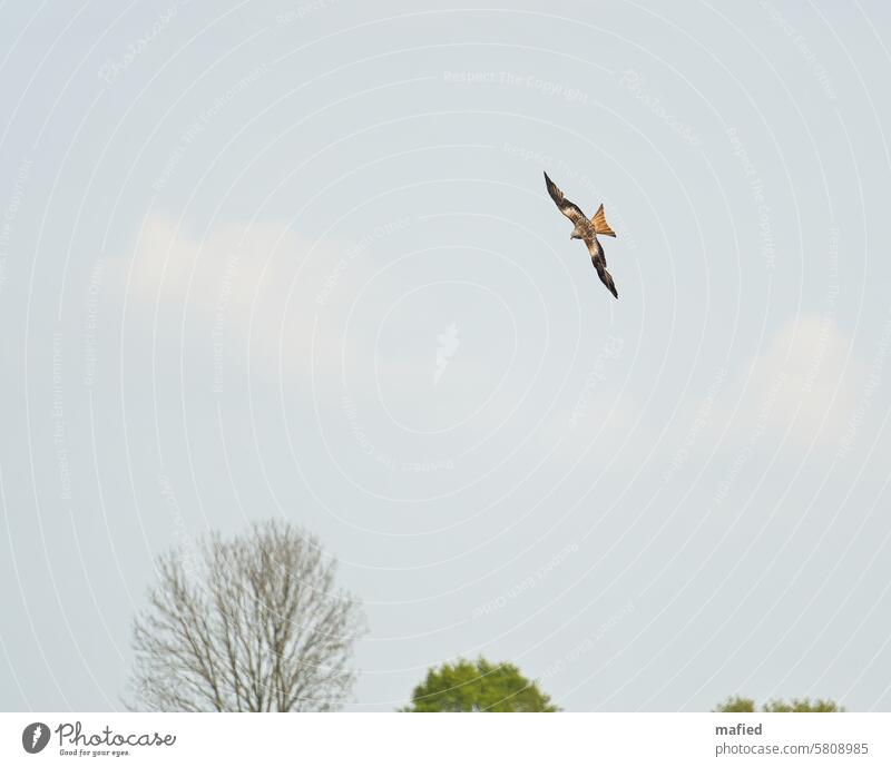 Red kite on the hunt Red Kite Bird of prey Hunter plumage Crested Harrier milvus milvus Grand piano Sky Nature Span Beak Brown White birdwatching Bird in flight