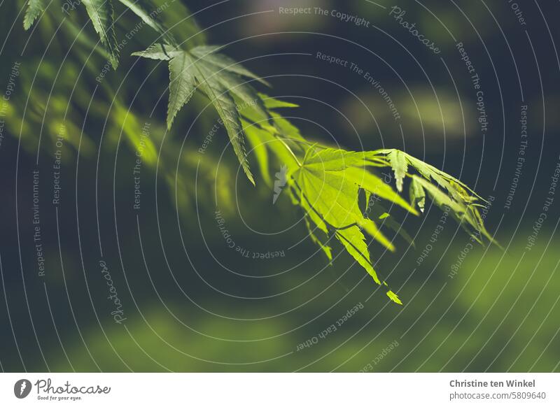 Delicate green leaves in spring Spring Plant Tree Nature Growth Shallow depth of field Garden delicate leaves Green shallow depth of field Japanese fan maple