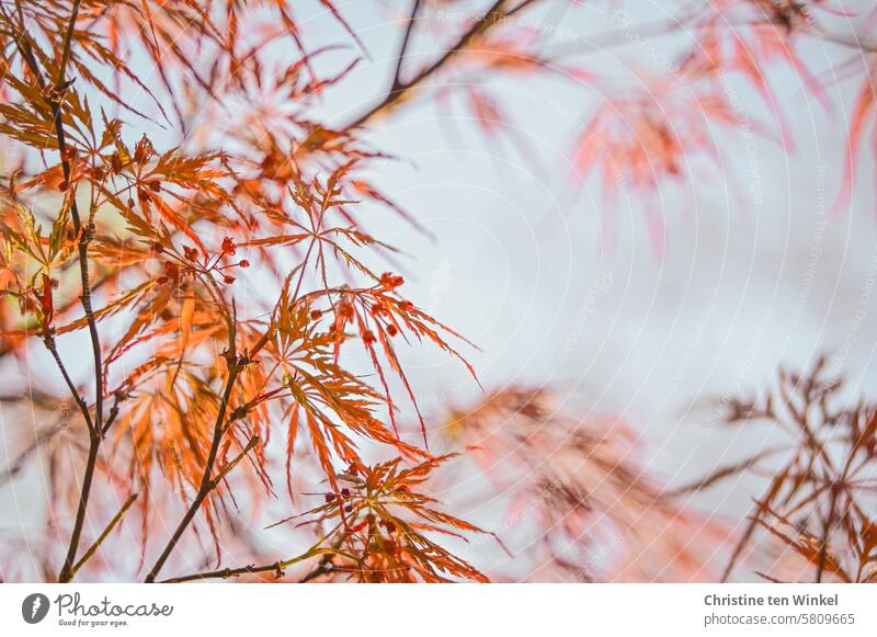 spring awakening leaves Nature slit maple Close-up New growth Ambience Illuminate natural light ornamental shrub Shallow depth of field Calm Environment