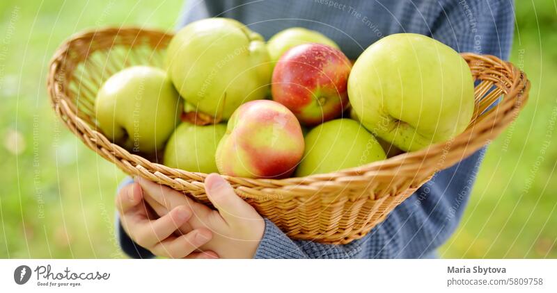 Little boy picking apples in orchard. Child holding straw basket with harvest. Harvesting in the domestic garden in autumn. Fruit for sale. Small local business.