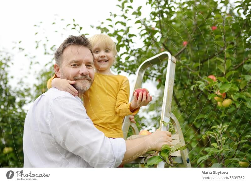 Little boy with his father picking apples in orchard. Harvesting in the domestic garden in autumn. Child holds hand big red apple. child man harvest fruit tree