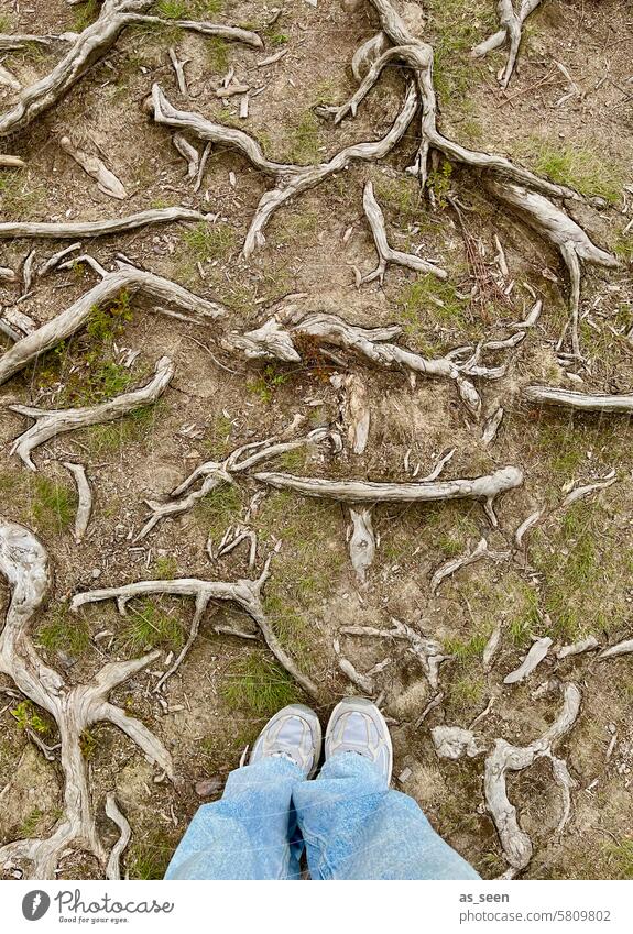 Forest path with roots sneakers Bird's-eye view jeans Footwear Colour photo Legs Exterior shot Stand Feet Human being Day 1 Sneakers Pants Jeans Fashion