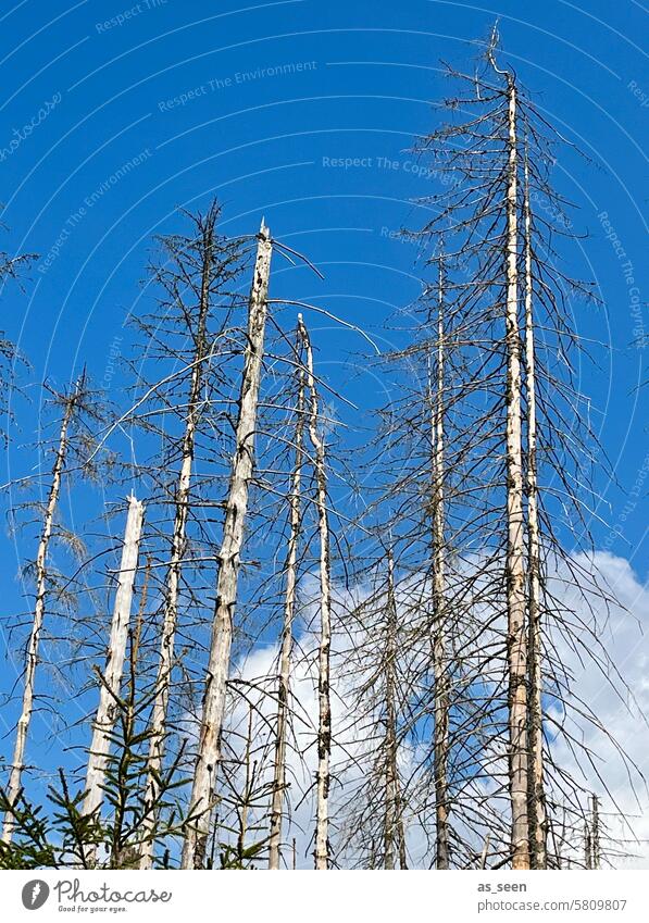 forest dieback Forest death trees dead Shriveled Climate change Environment Nature Forestry Tree Wood Tree trunk Logging Environmental protection Bark-beetle