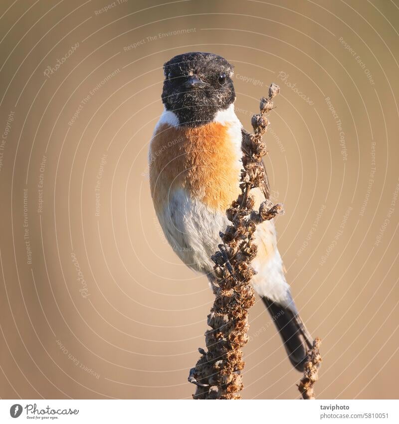 male common stonechat in natural habitat adult animal avian background beautiful bird birding birdwatching bokeh breeding brown close colorful conservation