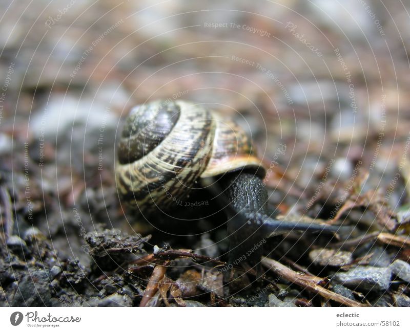 Carl Lewis 2 Snail shell Animal Woodground Feeler Reptiles Slowly Crawl Exterior shot Depth of field Floor covering Nature Macro (Extreme close-up) Close-up