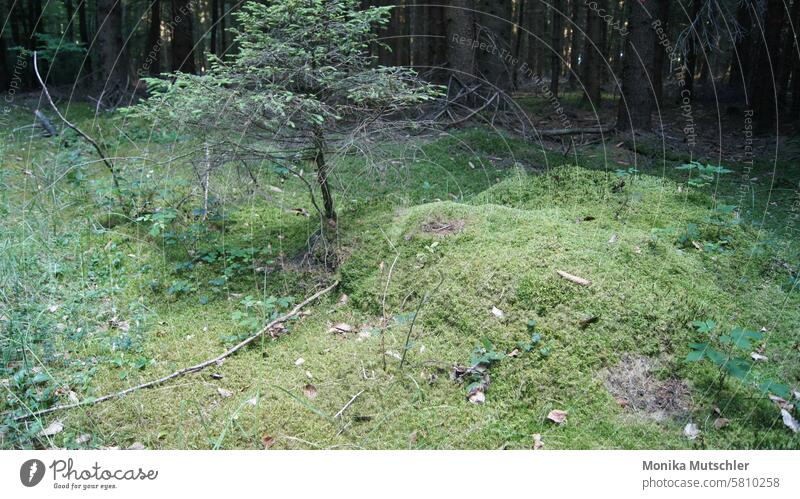 Trees in the forest naturally Twig Branch Twigs and branches Growth Green Plant Light Environment Air Weather Freedom Nature Forest Deserted Branches and twigs