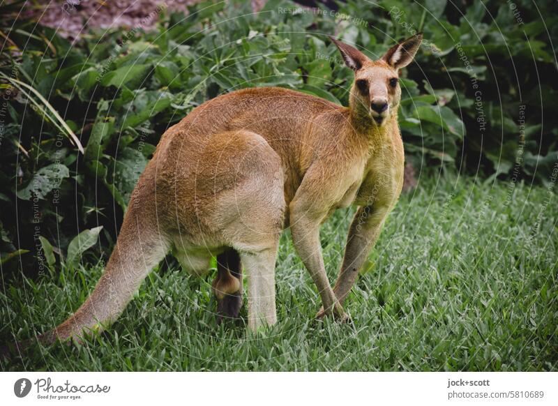 hello! kangaroo Kangaroo Animal Australia Wild animal Nature Animal portrait Exotic Environment Bushes Grass Giant kangaroo Marsupial fauna shy Watchfulness